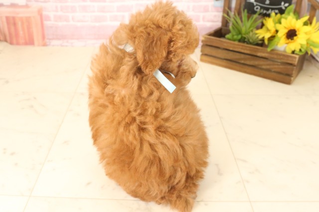 沖縄県のトイプードル(トイ) (Coo&RIKU石垣店/2025年4月22日生まれ/男の子/アプリコット)の子犬の4枚目の画像