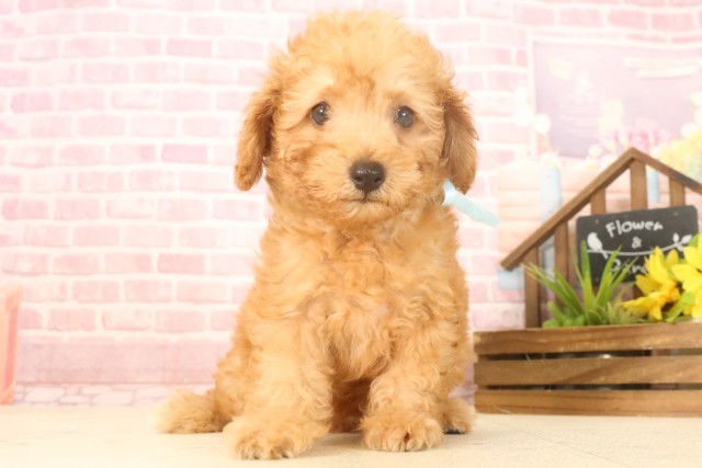 長崎県のトイプードル(トイ) (Coo&RIKU大村店/2025年4月22日生まれ/男の子/アプリコット)の子犬の1枚目の画像
