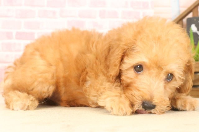 長崎県のトイプードル(トイ) (Coo&RIKU大村店/2025年4月22日生まれ/男の子/アプリコット)の子犬の2枚目の画像