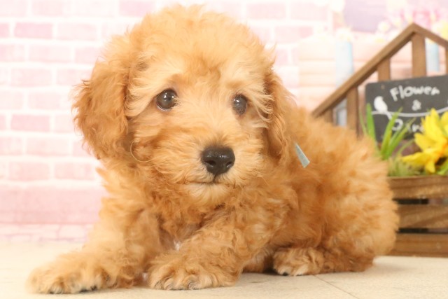 長崎県のトイプードル(トイ) (Coo&RIKU大村店/2025年4月22日生まれ/男の子/アプリコット)の子犬の3枚目の画像