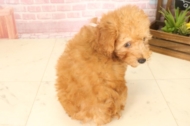 長崎県のトイプードル(トイ) (Coo&RIKU大村店/2025年4月22日生まれ/男の子/アプリコット)の子犬の4枚目の画像