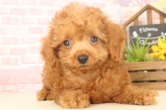 長崎県のトイプードル(トイ) (Coo&RIKU大村店/2025年4月22日生まれ/女の子/アプリコット)の子犬の1枚目の画像
