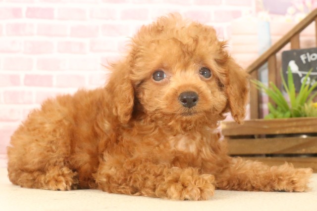 長崎県のトイプードル(トイ) (Coo&RIKU大村店/2025年4月22日生まれ/女の子/アプリコット)の子犬の2枚目の画像
