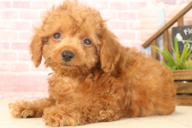 長崎県のトイプードル(トイ) (Coo&RIKU大村店/2025年4月22日生まれ/女の子/アプリコット)の子犬の3枚目の画像