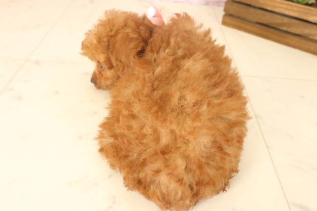 長崎県のトイプードル(トイ) (Coo&RIKU大村店/2025年4月22日生まれ/女の子/アプリコット)の子犬の4枚目の画像