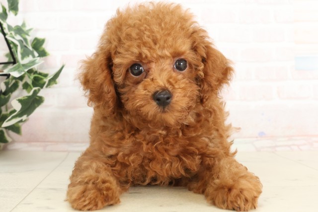 沖縄県のトイプードル(トイ) (Coo&RIKUイオン北谷店/2025年4月11日生まれ/男の子/レッド)の子犬