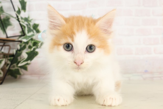 ノルウェージャン・フォレストキャット