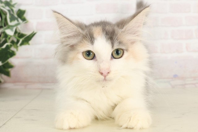 ノルウェージャン・フォレストキャット