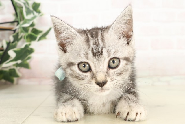 宮崎県のアメリカンショートヘアー (Coo&RIKU宮崎店/2025年4月20日生まれ/男の子/シルバータビー)の子猫の1枚目の画像