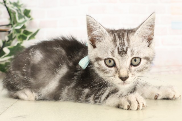 宮崎県のアメリカンショートヘアー (Coo&RIKU宮崎店/2025年4月20日生まれ/男の子/シルバータビー)の子猫の2枚目の画像