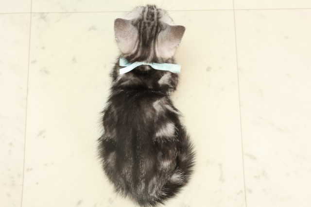 宮崎県のアメリカンショートヘアー (Coo&RIKU宮崎店/2025年4月20日生まれ/男の子/シルバータビー)の子猫の4枚目の画像