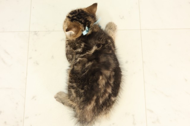 熊本県のエキゾチック (Coo&RIKU熊本店/2025年4月13日生まれ/男の子/ブラウンタビー)の子猫の4枚目の画像