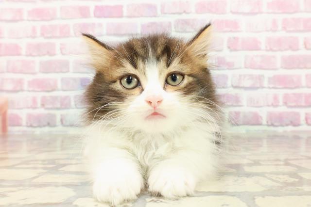 静岡県のマンチカン (Coo&RIKU浜松店/2025年4月22日生まれ/男の子/ブラウンタビーホワイト)の子猫の1枚目の画像