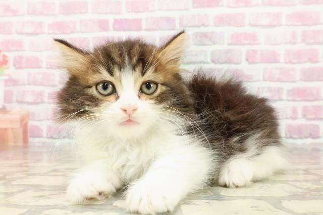 静岡県のマンチカン (Coo&RIKU浜松店/2025年4月22日生まれ/男の子/ブラウンタビーホワイト)の子猫の2枚目の画像