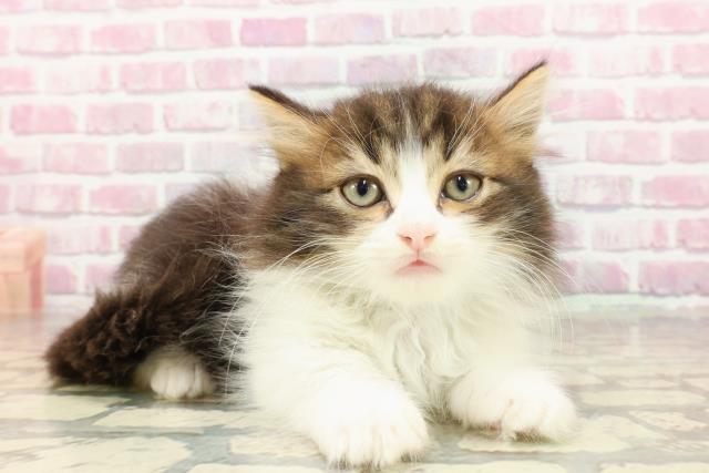 静岡県のマンチカン (Coo&RIKU浜松店/2025年4月22日生まれ/男の子/ブラウンタビーホワイト)の子猫の3枚目の画像