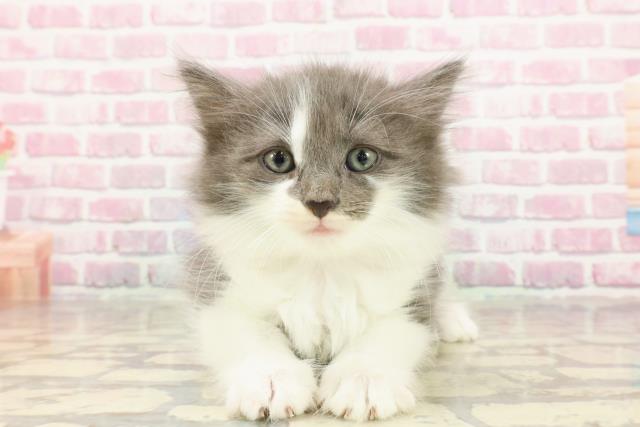 ノルウェージャン・フォレストキャット