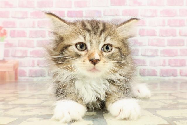 ノルウェージャン・フォレストキャット