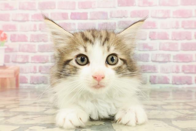 ノルウェージャン・フォレストキャット