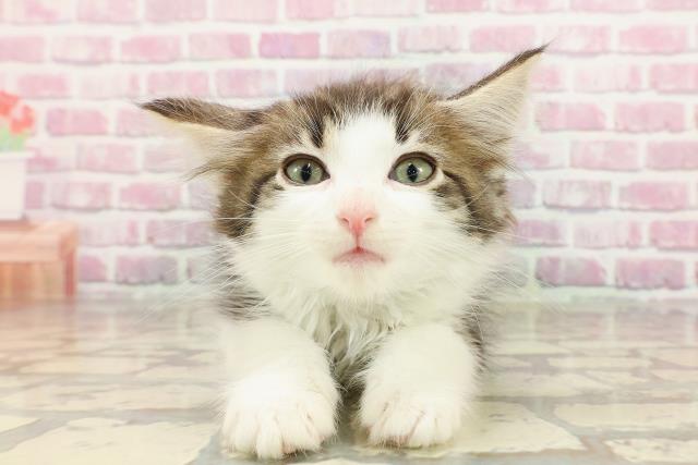 ノルウェージャン・フォレストキャット