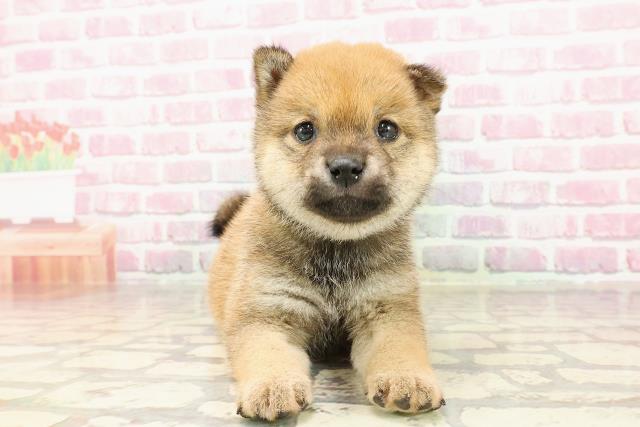 東京都の豆柴 (Coo&RIKU武蔵小山店/2025年4月23日生まれ/男の子/赤)の子犬の1枚目の画像