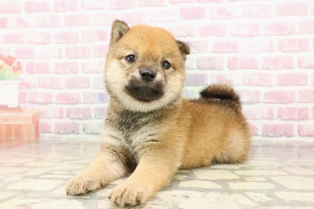 東京都の豆柴 (Coo&RIKU武蔵小山店/2025年4月23日生まれ/男の子/赤)の子犬の2枚目の画像