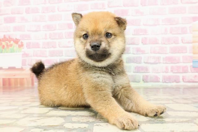 東京都の豆柴 (Coo&RIKU武蔵小山店/2025年4月23日生まれ/男の子/赤)の子犬の3枚目の画像