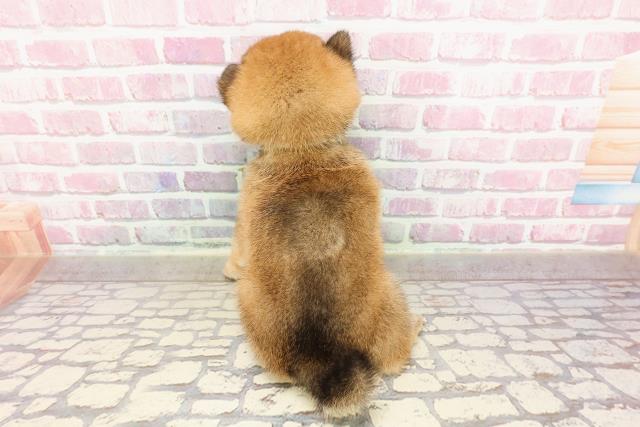 東京都の豆柴 (Coo&RIKU武蔵小山店/2025年4月23日生まれ/男の子/赤)の子犬の4枚目の画像