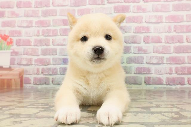 東京都の豆柴 (Coo&RIKU三軒茶屋店/2025年4月23日生まれ/女の子/白)の子犬