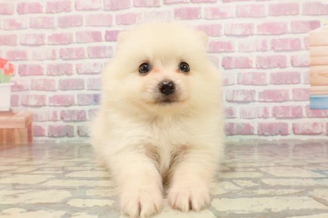 千葉県のポメラニアン (Coo&RIKUフレスポ稲毛店/2025年4月22日生まれ/男の子/クリーム)の子犬