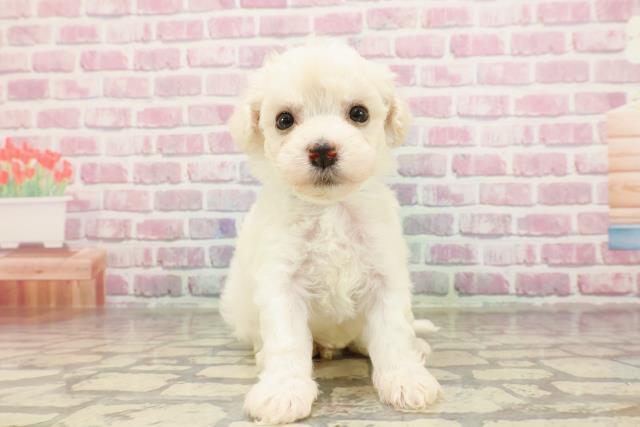 静岡県のビションフリーゼ (Coo&RIKU掛川店/2025年4月22日生まれ/男の子/ホワイト)の子犬の1枚目の画像