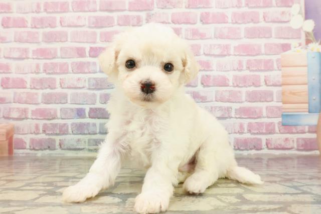 静岡県のビションフリーゼ (Coo&RIKU掛川店/2025年4月22日生まれ/男の子/ホワイト)の子犬の2枚目の画像