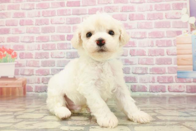静岡県のビションフリーゼ (Coo&RIKU掛川店/2025年4月22日生まれ/男の子/ホワイト)の子犬の3枚目の画像