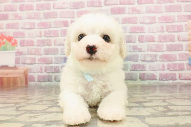 埼玉県のビションフリーゼ (Coo&RIKU所沢店/2025年4月22日生まれ/男の子/ホワイト)の子犬の1枚目の画像