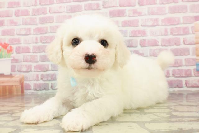 埼玉県のビションフリーゼ (Coo&RIKU所沢店/2025年4月22日生まれ/男の子/ホワイト)の子犬の2枚目の画像