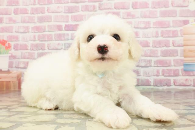 埼玉県のビションフリーゼ (Coo&RIKU所沢店/2025年4月22日生まれ/男の子/ホワイト)の子犬の3枚目の画像