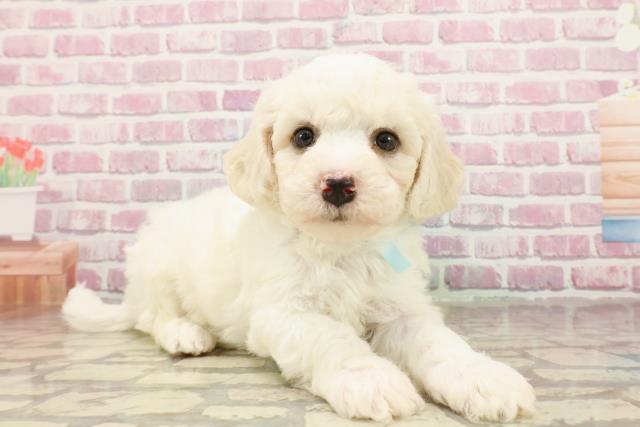 埼玉県のビションフリーゼ (Coo&RIKU川口戸塚店/2025年4月22日生まれ/男の子/ホワイト)の子犬の3枚目の画像