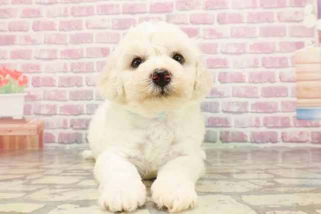静岡県のビションフリーゼ (Coo&RIKU藤枝店/2025年4月22日生まれ/男の子/ホワイト)の子犬の1枚目の画像