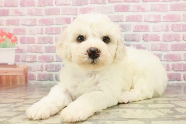 静岡県のビションフリーゼ (Coo&RIKU藤枝店/2025年4月22日生まれ/男の子/ホワイト)の子犬の2枚目の画像