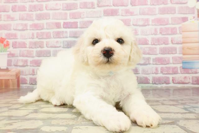 静岡県のビションフリーゼ (Coo&RIKU藤枝店/2025年4月22日生まれ/男の子/ホワイト)の子犬の3枚目の画像
