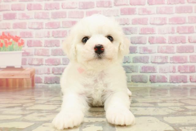 福島県のビションフリーゼ (Coo&RIKUいわき店/2025年4月22日生まれ/女の子/ホワイト)の子犬の1枚目の画像