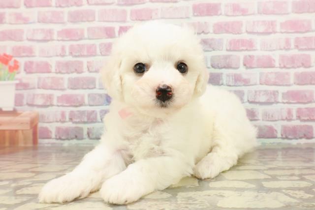 福島県のビションフリーゼ (Coo&RIKUいわき店/2025年4月22日生まれ/女の子/ホワイト)の子犬の2枚目の画像