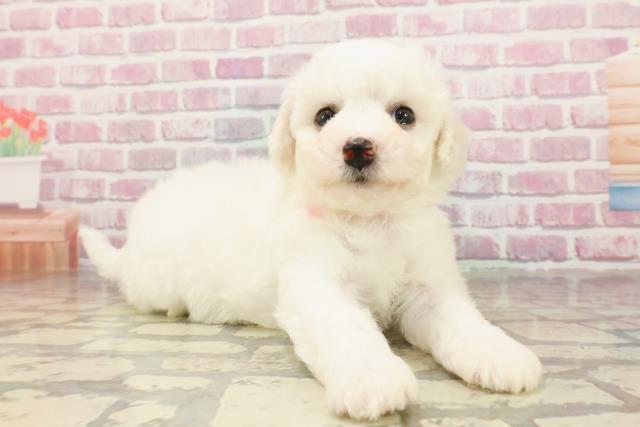福島県のビションフリーゼ (Coo&RIKUいわき店/2025年4月22日生まれ/女の子/ホワイト)の子犬の3枚目の画像