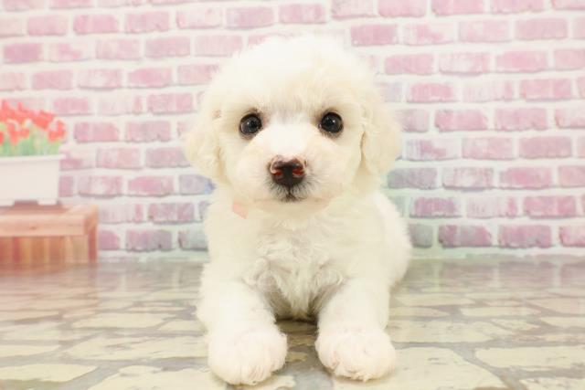 神奈川県のビションフリーゼ (Coo&RIKU秦野店/2025年4月22日生まれ/女の子/ホワイト)の子犬の1枚目の画像