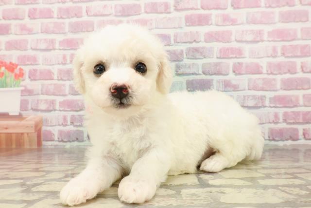 神奈川県のビションフリーゼ (Coo&RIKU秦野店/2025年4月22日生まれ/女の子/ホワイト)の子犬の2枚目の画像