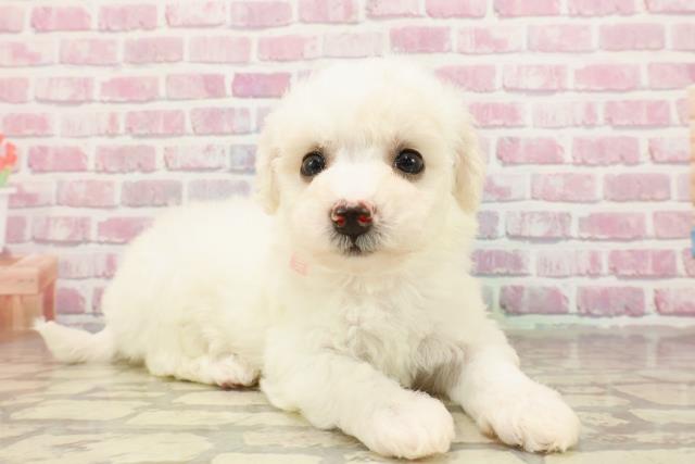 神奈川県のビションフリーゼ (Coo&RIKU秦野店/2025年4月22日生まれ/女の子/ホワイト)の子犬の3枚目の画像