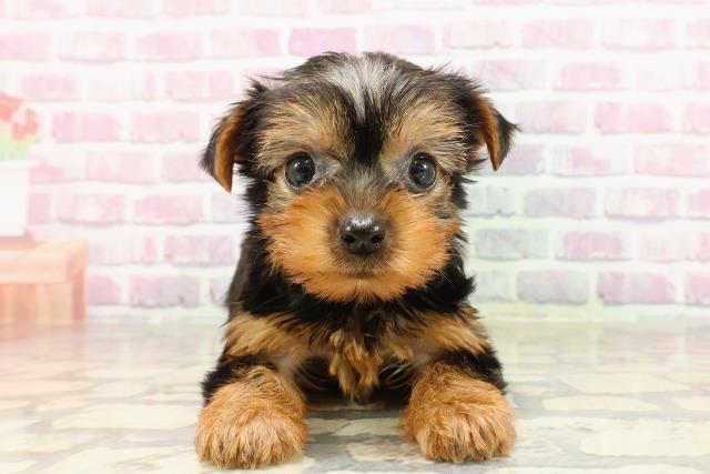 静岡県のヨークシャーテリア (Coo&RIKU掛川店/2025年4月20日生まれ/女の子/スチールブルータン)の子犬の1枚目の画像