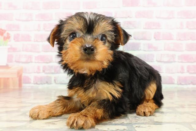 静岡県のヨークシャーテリア (Coo&RIKU掛川店/2025年4月20日生まれ/女の子/スチールブルータン)の子犬の2枚目の画像