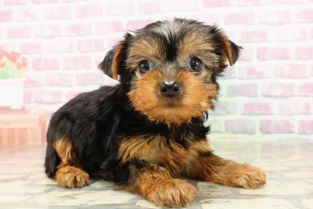 静岡県のヨークシャーテリア (Coo&RIKU掛川店/2025年4月20日生まれ/女の子/スチールブルータン)の子犬の3枚目の画像