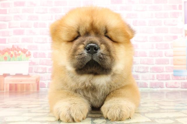 埼玉県のチャウチャウ (Coo&RIKU川越店/2025年4月23日生まれ/男の子/レッド)の子犬の1枚目の画像