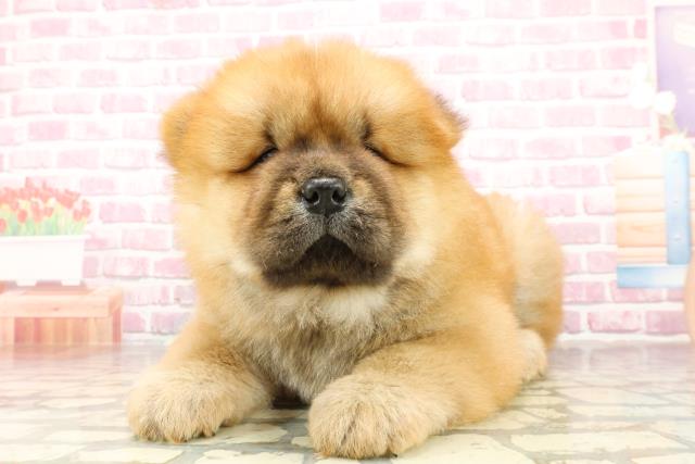 埼玉県のチャウチャウ (Coo&RIKU川越店/2025年4月23日生まれ/男の子/レッド)の子犬の2枚目の画像